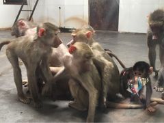 秦岭野生动物园-西安秦岭野生动物园