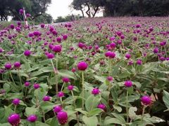 -松山湖梦幻百花洲