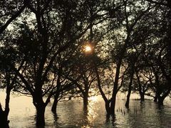 -宝安西湾红树林湿地公园