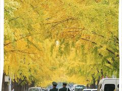 -三里屯东五街银杏大道