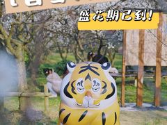 -香雪海