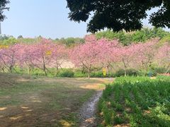 -天适樱花悠乐园