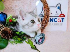 -十年猫舍·猫咪专门店(普陀店)