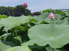 -荷塘月色湿地公园·向阳花洲