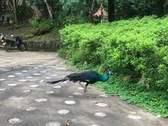 -莫里热带雨林景区