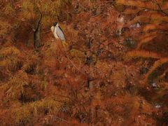 -白鹭湾湿地公园