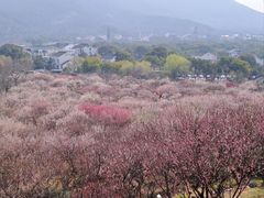-香雪海