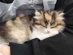 -小猫来了猫舍(福田店)