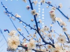 -香雪海