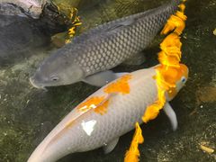 -丰圆轩粤式茶楼 . 点心粤菜(夏茅店)