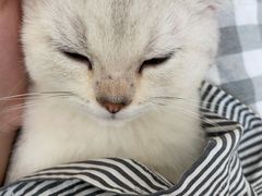 -lincat·猫舍(广州店)