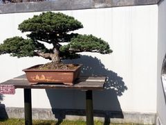-盆景园(扬州大运河文化旅游度假区)