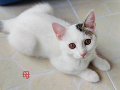 -纳吉亚猫专科动物诊疗中心(蒋宅口分院)