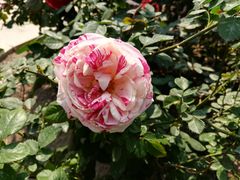 -文华公园(禅城区)