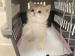 -lincat·猫舍(广州店)