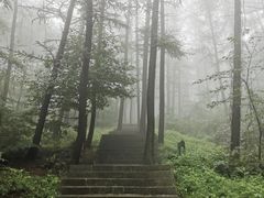 -鲁山国家森林公园