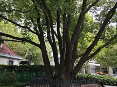 -徐家汇源景区-衡山公园