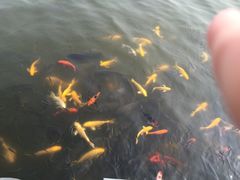 -武清南湖绿博园