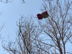 -长白岛森林公园