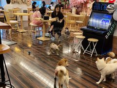 -豆柴町-柴犬主题狗咖(红鼎国际C座店)