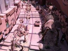 -陕西自然博物馆