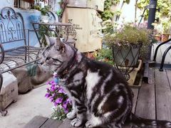 -海边的猫和咖啡馆