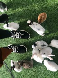 -萌宠亲子动物乐园(槐房万达店)