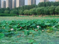 -丁香湖公园