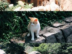 -崂山九水游览区