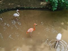 -西霞口神雕山野生动物世界