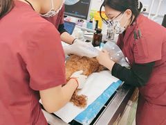 -纳吉亚猫专科动物诊疗中心(蒋宅口分院)