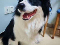 -宠福鑫动物医院(城北分院)