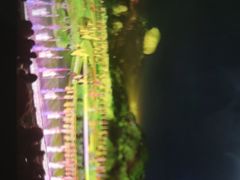 -鼎盛王朝康熙大典实景演出