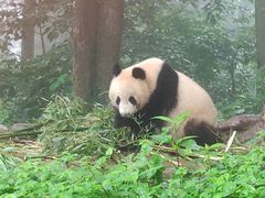 -中国大熊猫保护研究中心雅安碧峰峡基地