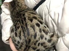 -纳吉亚猫专科动物医院(康都外科中心)