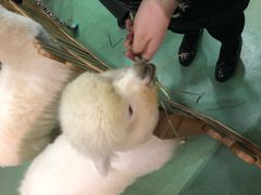 -藦茜花园宠物主题亲子互动体验馆(国顺东路店)