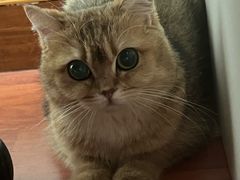 -猫大福·Fortune Cat猫舍(百子湾店)