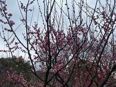 -无锡梅园公园