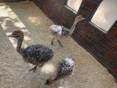 -大连森林动物园