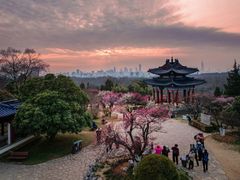 -梅花山(明孝陵内)