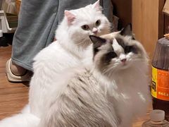-瑞派康怡24h宠物医院·犬猫医疗中心·微创绝育(瑞景分院)
