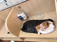 -北京观赏动物医院·24小时大型综合·猫专科·异宠专科