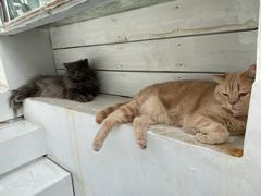 -VOYAGE COFFEE(北锣鼓巷店)