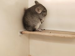 -龙猫仔乐园(惠福东路店)