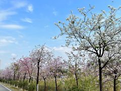 -广东花都湖国家湿地公园
