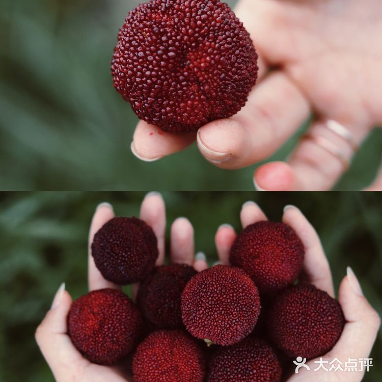 江浙沪周边游 | 又到杨梅季仙居杨梅熟了