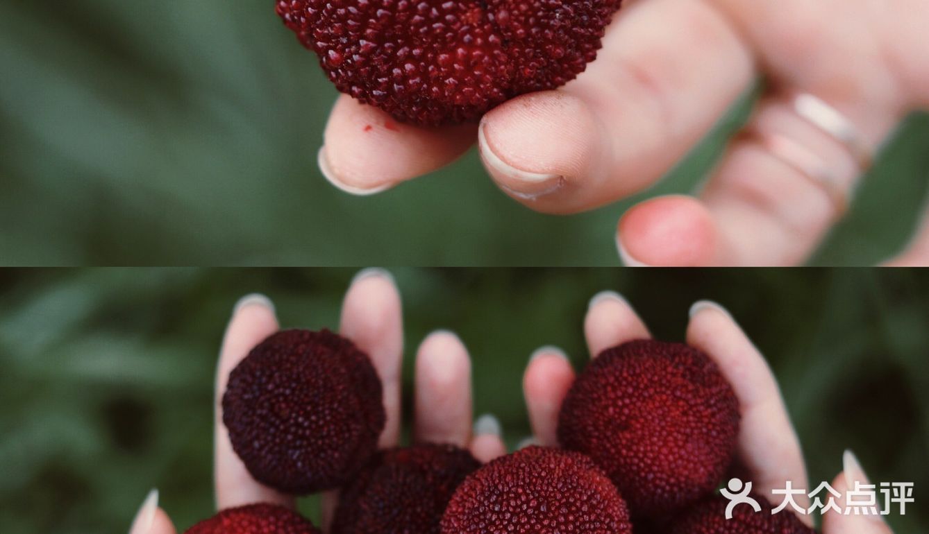 江浙沪周边游 | 又到杨梅季仙居杨梅熟了