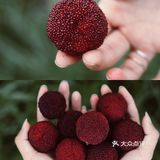 江浙沪周边游 | 又到杨梅季仙居杨梅熟了