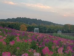 -大塘金香草谷