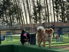 -宠乐会宠物乐园